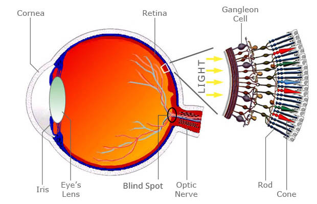 Image result for optic nerve blind spot