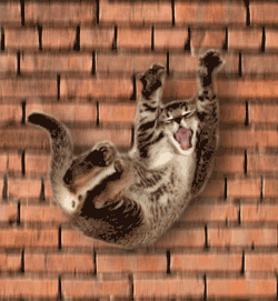 Image result for cat falling from building